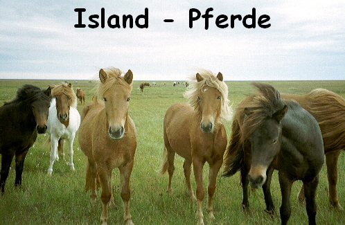 ISLAND__ISLAND_PFERDE__003_